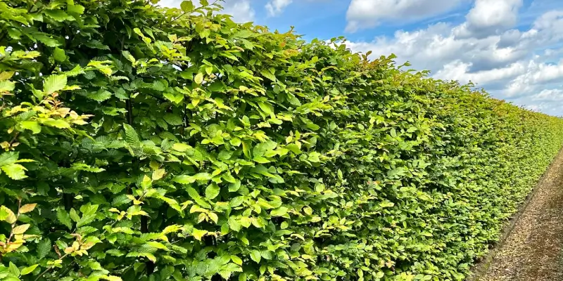 Welche Hecke passt besser in einen modernen Garten_